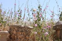 Römische Siedlung Jerash