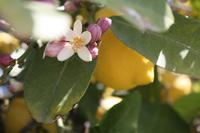 Zitrusplantage Juanito