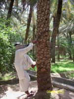 Ein Baumkletterer zeigt uns sein Können.