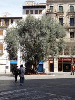 Olivenbaum in mitten von Palma