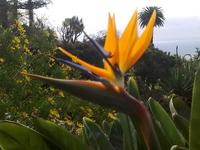 Botanischer Garten von Funchal