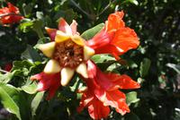 Granatapfelblüte