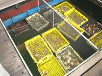 Halong - Meeresfrüchtezuchtstation