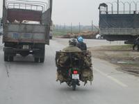 Ein Hundeleben - Fahrt zum Markt...