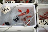 Besuch eines typischen Marktes