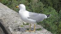 Monaco - Möwe