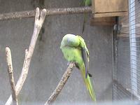 Zum botanischen Garten gehört auch ein Papageienpark