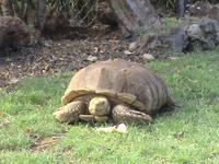 Auch die Schildkröte wohnt da