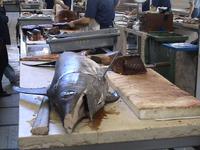 fangfrischer Fisch