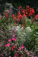 Im Seigneurie Garten auf Sark