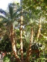 Palmen im Botanischen Garten