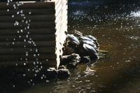 Schildkröten im San Anton Garden