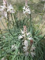 das Gewächs der Unterwelt