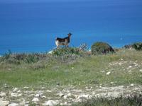 Pissouri-Wanderung
