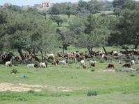 Pissouri-Wanderung