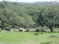 Pissouri-Wanderung