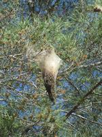 Prozzesionsraupennester