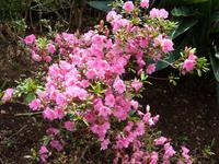 Blühende Pflanzenpracht