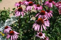 Im Seigneurie Garten auf Sark