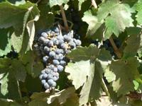 Weinanbau Concha y Toro