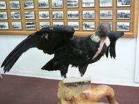 Ausstellungsstücke in Coyhaique