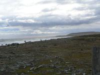 Seno Otway Pinguin-Kolonie