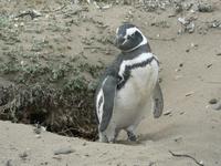 Seno Otway Pinguin-Kolonie
