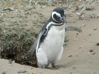 Seno Otway Pinguin-Kolonie