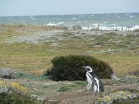 Seno Otway Pinguin-Kolonie