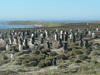 Sparrow Cove Pinguinkolonie