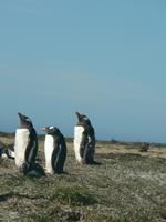 Sparrow Cove Pinguinkolonie