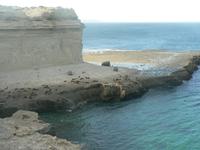 Seelöwen in Puerto Madryn