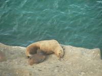 Seelöwen in Puerto Madryn