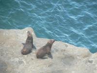 Seelöwen in Puerto Madryn