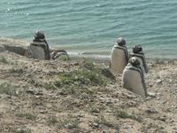 Magellanpinguine in Puerto Madryn