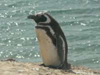 Magellanpinguine in Puerto Madryn