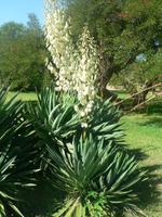 Blumen in Uruguay