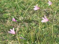 Blumen in Uruguay