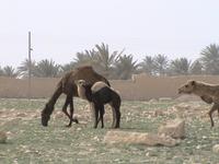 Schiff ohne Kapitän