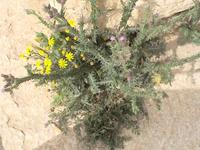 Palmyra war eine Oasenstadt