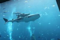 Hotel Atlantis, Dubai