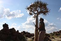 Ephraim unterm Köcherbaum