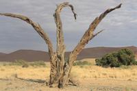 der angeblich meist fotografierteste Baum Namibias