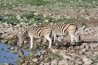 Durstig früh am Morgen!