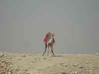 Die Wüste hat so manch neugierigen Bewohner