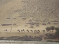 Kamelkarawane in der Wüste