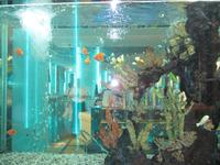 Abu Dhabi - Restaurand Sayed im Hotel Emirates Palace