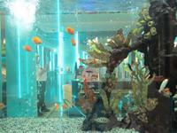 Abu Dhabi - Restaurand Sayed im Hotel Emirates Palace