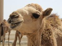 Bahrain- Janabiya-Kamelfarm