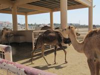 Bahrain- Janabiya-Kamelfarm